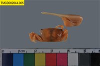 藏品(乳白南方招潮蟹)的圖片